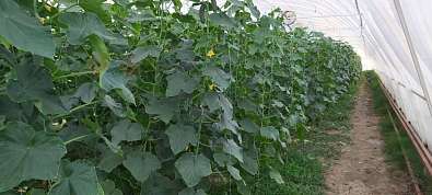 Производство, 3 500 м