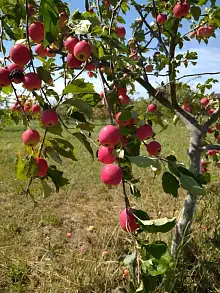 Земельный участок, 33 100 сот.