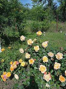 Дача, 1 этаж, 20 м2, 6 сот.