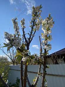 Дом, 1 этаж, 75 м2, 3 сот.