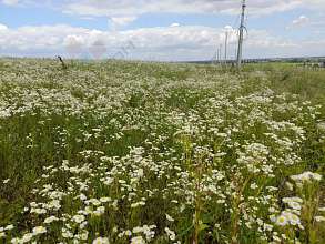 Земельный участок, 170 сот.