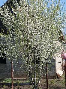 Дача, 1 этаж, 20 м2, 6 сот.