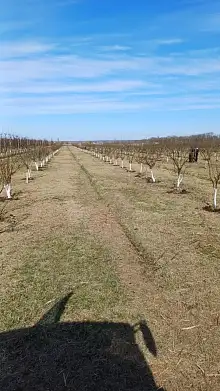 Земельный участок, 33 100 сот.