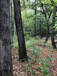 Земельный участок, 41 сот.