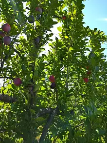 Земельный участок, 33 100 сот.