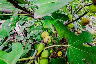 Земельный участок, 4 сот.