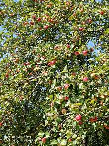 Дача, 1 этаж, 20 м2, 6 сот.