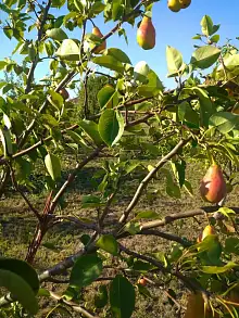 Земельный участок, 33 100 сот.