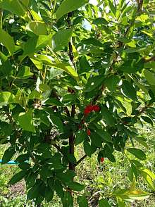 Дача, 1 этаж, 20 м2, 6 сот.