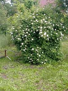 Дача, 1 этаж, 20 м2, 6 сот.