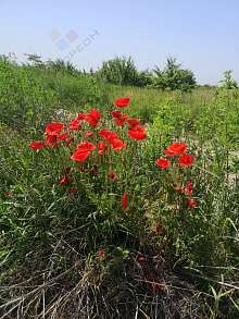 Земельный участок, 26 сот.