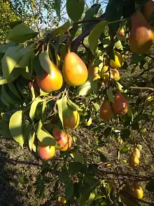 Земельный участок, 33 100 сот.