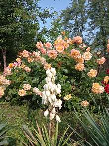 Дача, 1 этаж, 20 м2, 6 сот.