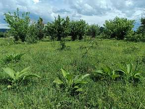 Земельный участок, 26 сот.