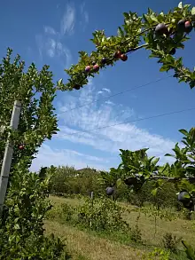 Земельный участок, 33 100 сот.