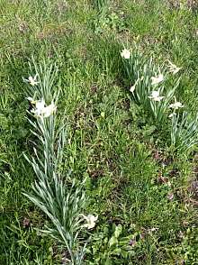 Дача, 1 этаж, 20 м2, 6 сот.